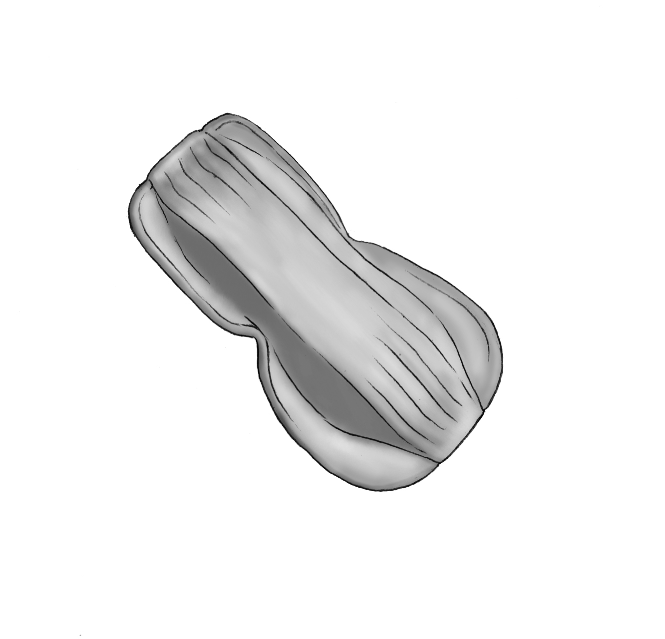 Dictyocha speculum